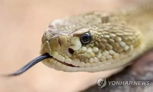 방울뱀코로나19 사망자나 중증 환자는 방울뱀의 독에 든 효소와 비슷한 효소가 혈액에서 크게 증가하는 것으로 나타났다. 자료사진. [EPA=연합뉴스]