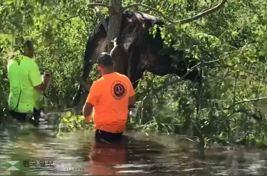 홍수에 떠내려가다 나무 위에 걸린 소미국 지방 정부 관계자들이 전기톱으로 나무를 잘라 소를 구조하고 있다. [세인트 버나드 패리시 카운티 제공. ]