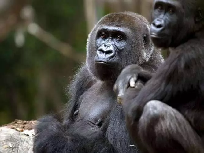 애틀랜타 동물원의 고릴라들[출처: 애틀랜타 동물원(Zoo Atlanta)]