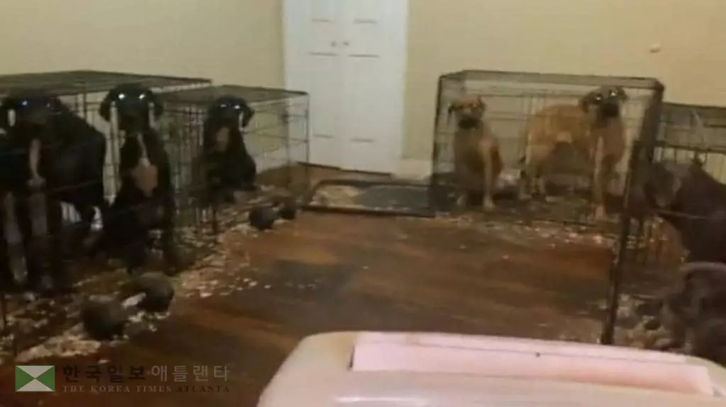 뉴욕 브루클린 아파트에 갇혀 있는 개들[켄니샤 길버트 트위터 캡처]