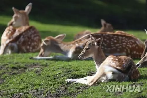 흰꼬리사슴 무리에서 코로나 확산…벨기에 동물원에서 쉬고 있는 흰꼬리사슴들[신화 연합뉴스 자료사진. 재판매 및 DB 금지]