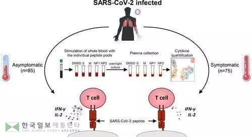 코로나19 환자와 무증상 감염자의 면역 반응 차이
[싱가포르 듀크-엔유에스 의대 베르톨레티 교수팀, 2021년 3월 '실험 의학 저널' 논문 캡처 / 재판매 및 DB 금지]