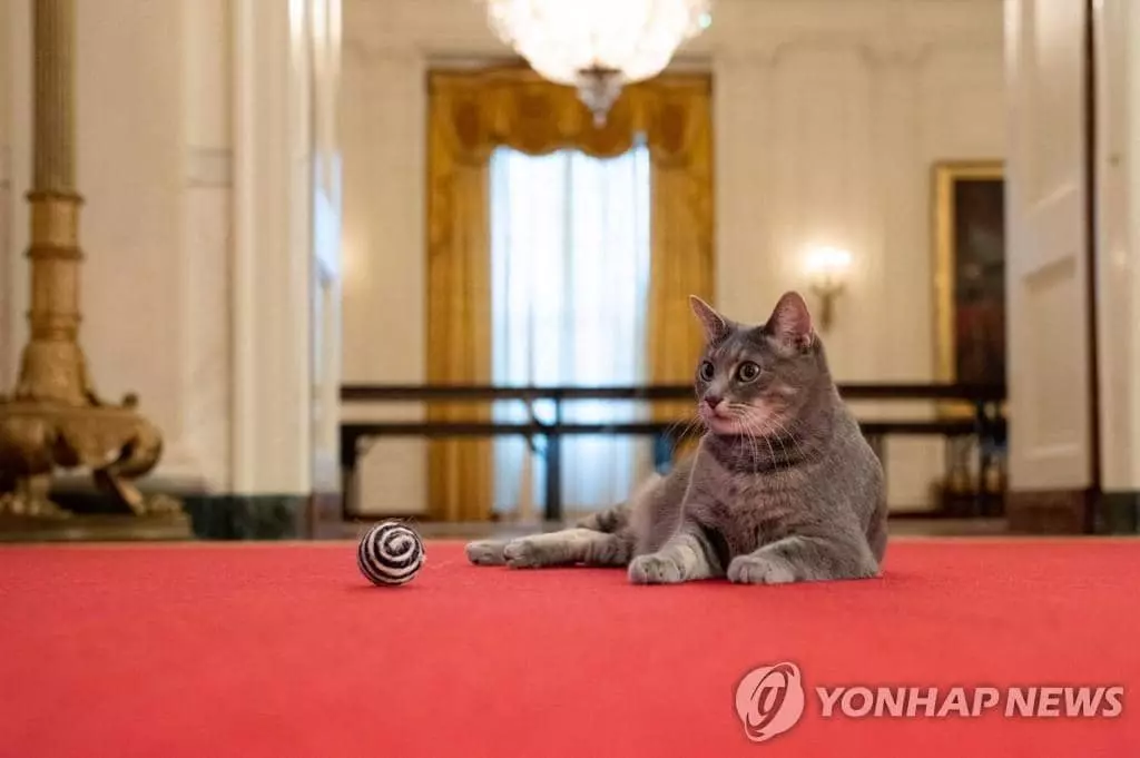 조 바이든 대통령 부부가 백악관에서 키우게 된 두살 고양이 '윌로'. 