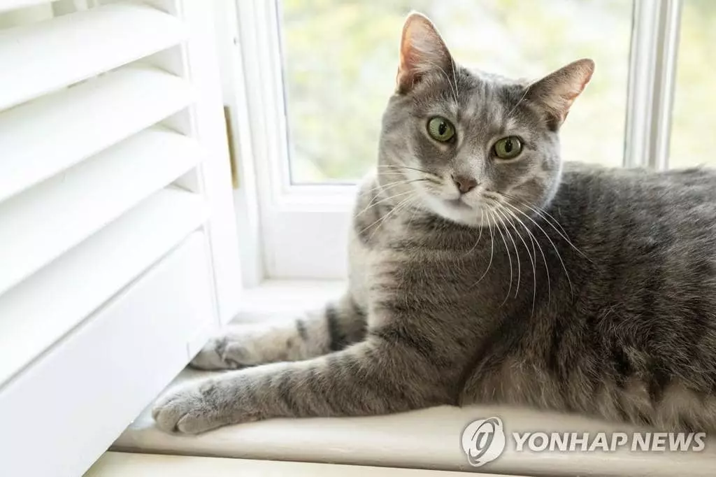 '고양이 집사' 된 바이든…두 살된 퍼스트캣 '윌로' 백악관 입성