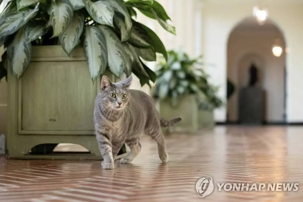 '고양이 집사' 된 바이든…두 살된 퍼스트캣 '윌로' 백악관 입성