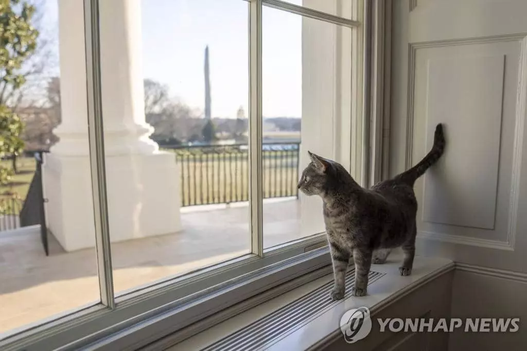 '고양이 집사' 된 바이든…두 살된 퍼스트캣 '윌로' 백악관 입성