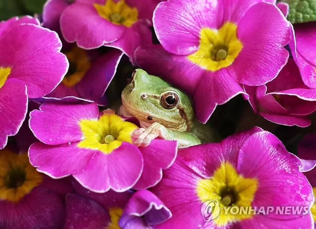 청개구리의 수줍은 봄 인사