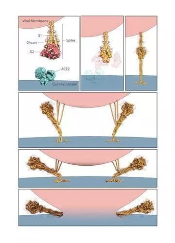 스파이크 단백질의 막 융합스파이크 단백질이 ACE2 수용체와 결합한 뒤 바이러스 입자의 외막과 숙주 세포막이 융합하는 과정.[미국 보스턴 아동병원 천 빙 박사팀, 2020년 7월 저널 '사이언스' 논문 캡처. 재판매 및 DB 금지]