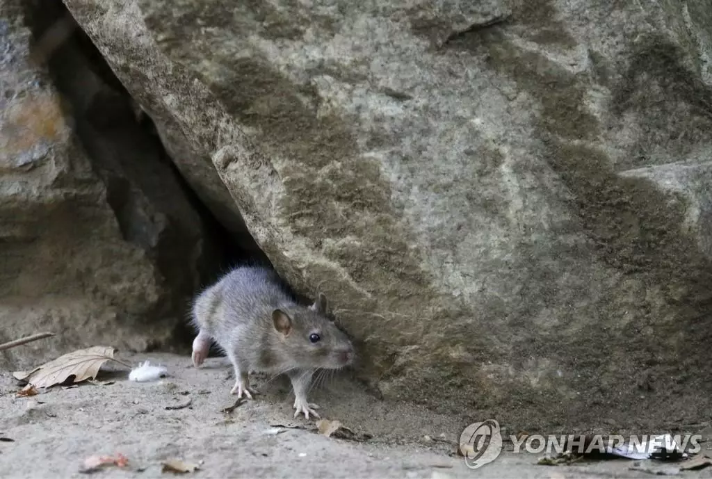 뉴욕 시내 공원에서 촬영된 쥐.