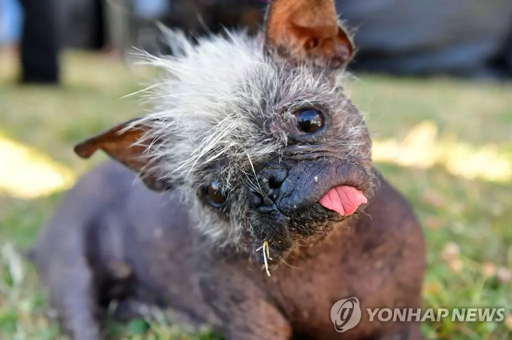 '2022 세계에서 가장 못생긴 개 콘테스트' 우승견 해피 페이스