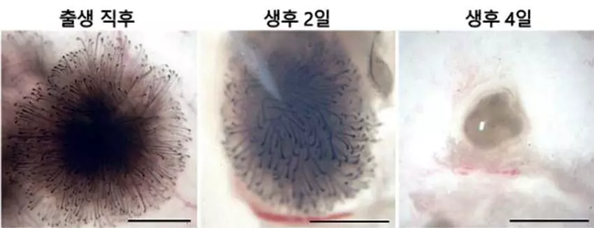 생후 0~4일째 섬유아세포 모습 비교. 섬유아세포는 생후 4일 만에 모낭 재생 능력을 완전히 잃고 세포덩어리 형태로 변했다. 		  <서울대병원 제공>