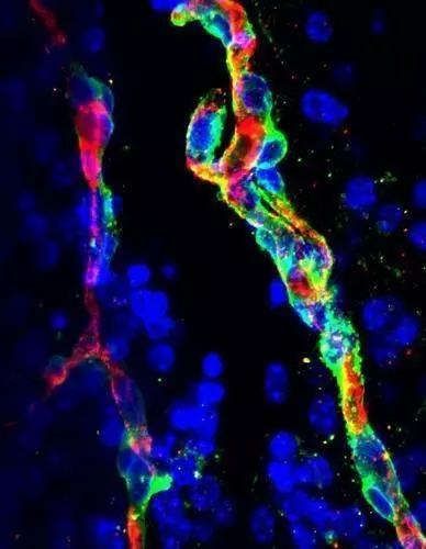혈뇌장벽뇌의 혈뇌장벽을 구성하는 모세혈관 내피세포(적색)와 주변세포(녹색).
혈뇌장벽은 뇌혈관과 뇌 조직의 안정성을 유지하는 데 매우 중요한 역할을 한다.
[막스 플랑크 연구소 B. Sheikh 제공 / 재판매 및 DB 금지]