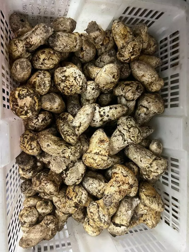 이홍규 대표가 판매하는 자연산송이버섯 실제모습.