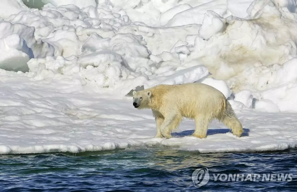 알래스카주 서부의 외딴 마을에서 주민 2명이 북극곰 공격을 당해 사망했다는 보고가 접수됐다고 주경찰이 17일 밝혔다. 사진은 2014년 6월 15일 북극곰 한 마리가 알래스카주 추크치해에서 수영한 뒤 몸을 말리는 모습. 사진은 미 지질조사국(USGS)이 제공했다. [자료사진] 