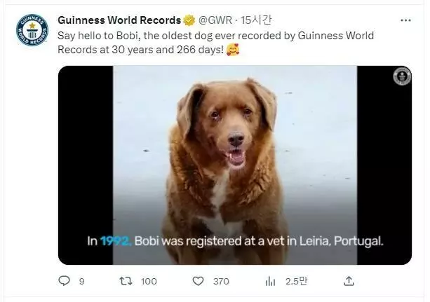 기네스 세계기록(GWR)에 역대 최고령 개로 등재된 '보비'[Guinness World Records 트위터 캡처]