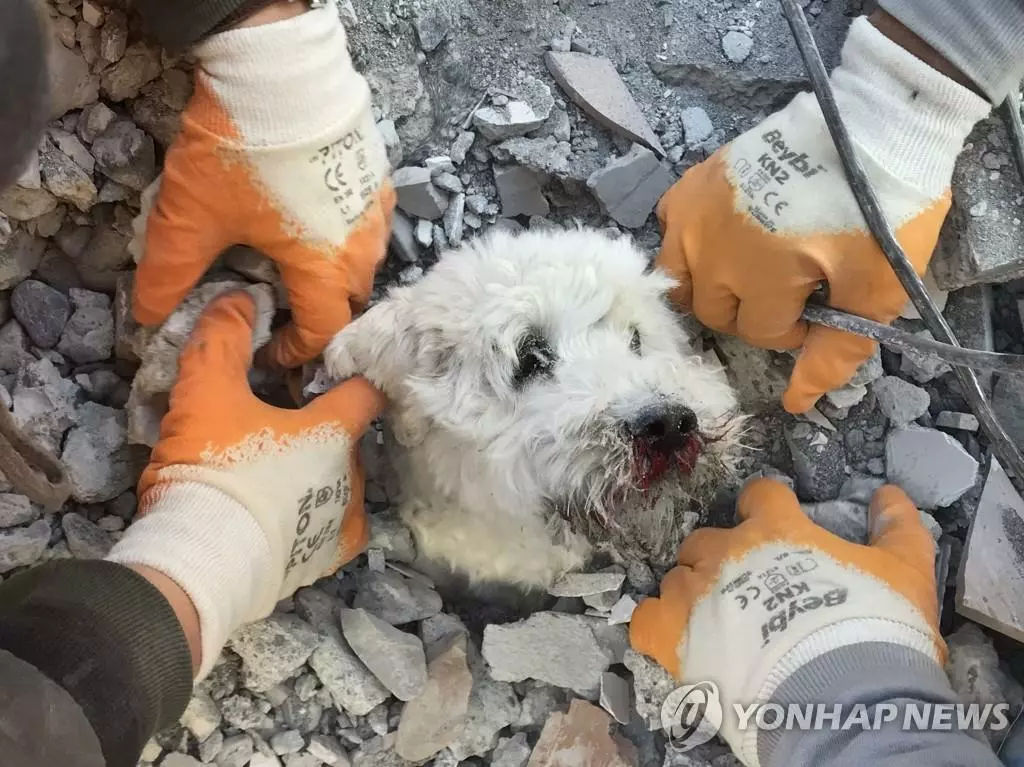 튀르키예 건물 잔해서 생존·구조되는 개(하타이 AFP=연합뉴스) 9일(현지시간) =튀르키예 하타이에서 구조대원들이 무너진 건물 잔해에 묻혀있던 개를 꺼내고 있다. 지난 6일 시리아와 맞닿은 튀르키예 남동부에서 규모 7.8, 7.5의 지진이 잇따라 발생해 지금까지 양국에서 2만1천 명 이상의 사망자가 발생했다.