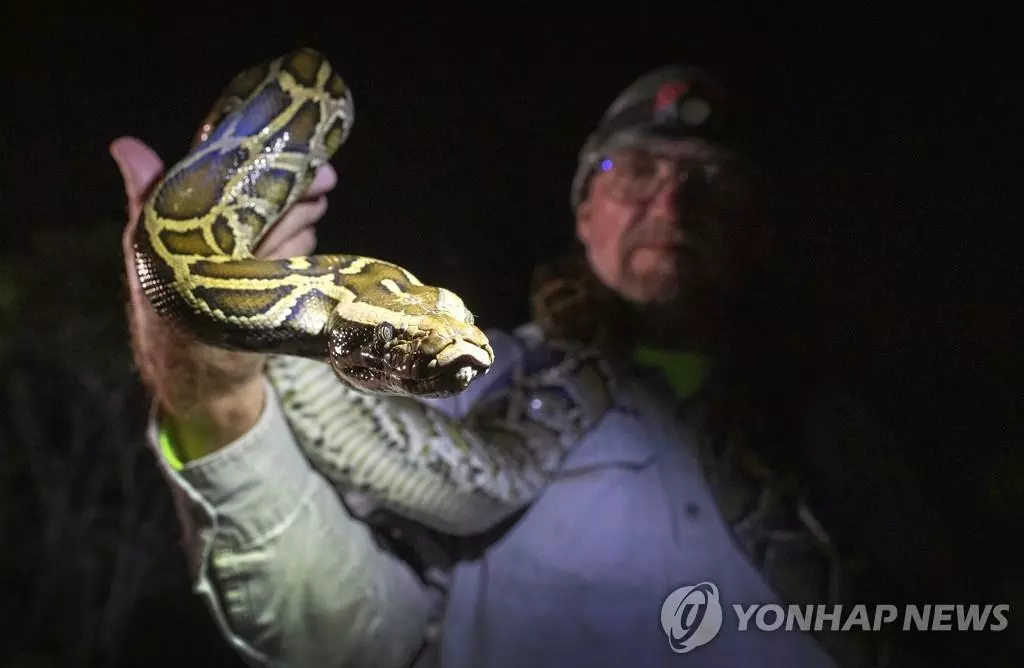  2022년 8월 13일 플로리다주 포트로더데일에서 열린 플로리다 비단뱀 잡기 대회에 참가한 토머스 라힐이 자신이 잡은 비단뱀을 들고 있다. 