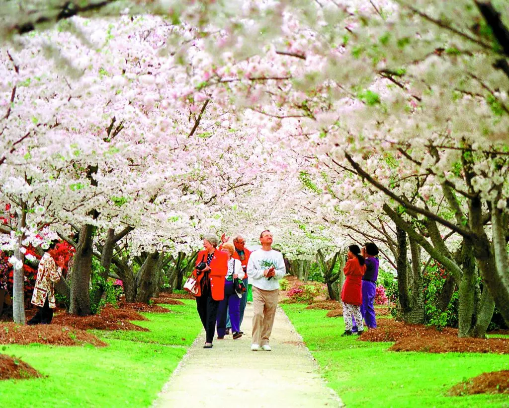 메이컨 벚꽃축제 17일부터 열흘간