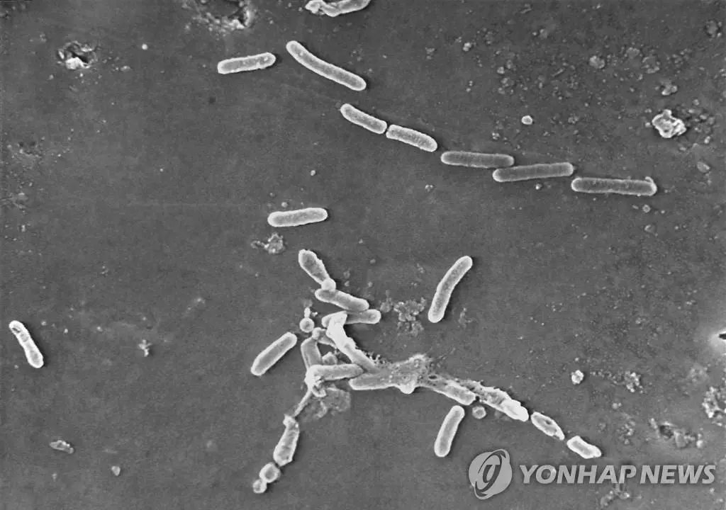 녹농균[연합뉴스 자료사진]