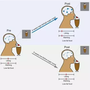 고지방-고당분 음식 섭취와 뇌 반응 실험8주 동안 고지방-고당분 음식을 먹은 그룹(오른쪽 위)은 고지방-고당분 음식 선호도가 크게 증가한 반면 저지방-저당분 음식 그룹은 선호도 변화가 없었다. [Cell Metabolism 논문 캡처]