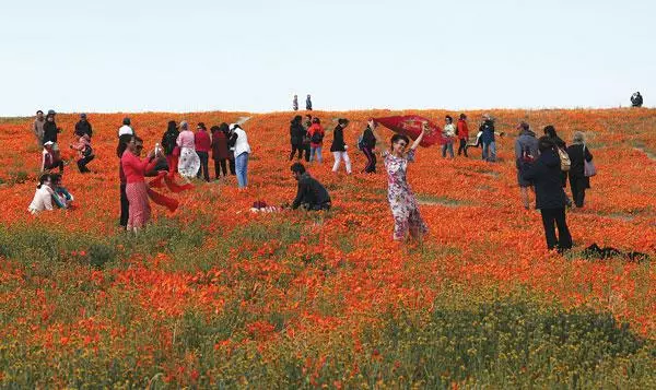 ‘수퍼 블룸’ 절정에 야생화 들판 몰려든 방문객들