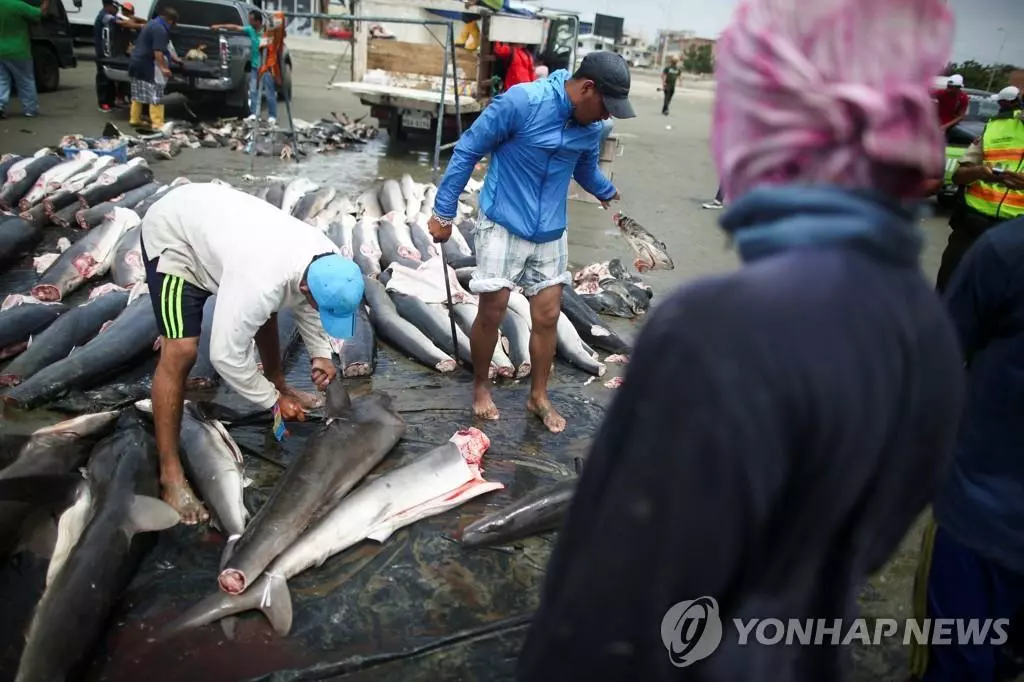 에콰도르 만타 항구에서 상어 머리와 지느러미를 자르는 어부
[AFP 연합뉴스 자료사진. 재판매 및 DB 금지]