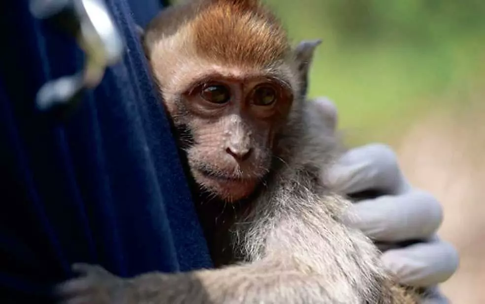 1년 동안 고문을 당한 원숭이‘미니’. 미니는 현재 구출돼 인도네시아 동물보호구역에서 지내고 있다. <BBC방송 캡처>