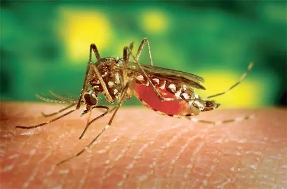 아프리카 등 해외여행자가 아닌 말라리아의 미국 지역 내 감염 사례가 발생해 보건당국이 긴장하고 있다. 말라리아를 전파하는 모기.       <로이터>
