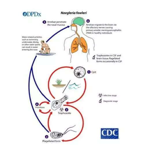 '뇌 먹는 아메바' 감염 경로[미국 CDC 자료 캡처]