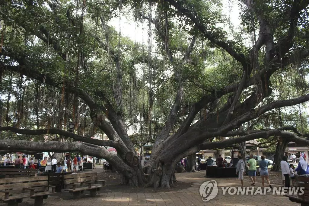 산불이 덮치기 전 마우이섬 명물이었던 150살 반얀트리(2018년 모습)
[AP 연합뉴스 자료사진. 재판매 및 DB 금지]