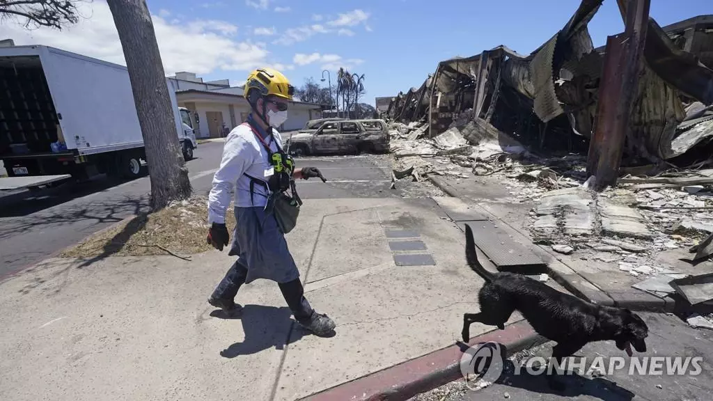 하와이 마우이섬 라하이나 마을을 수색 중인 사체탐지견[AP 연합뉴스]